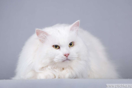 ��������� ����� (�������� ������) ���� ���������� ������ - ���� 1 � ����������