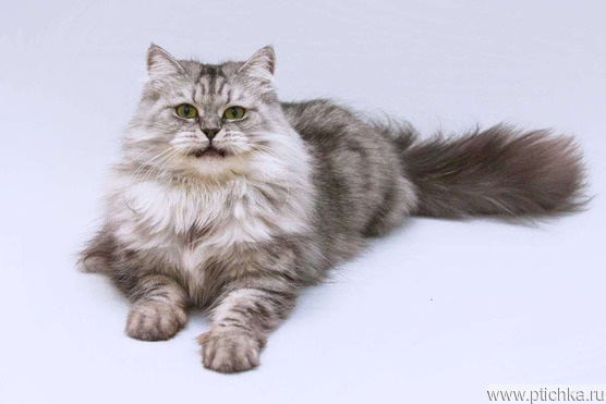 ���� ��� (������������ �������� �����) ���� ���������� ������ - ���� 1 � ����������