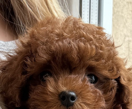 ��������� ����� ����� ������ ����� (������� � �������) - ���� 1 � ����������