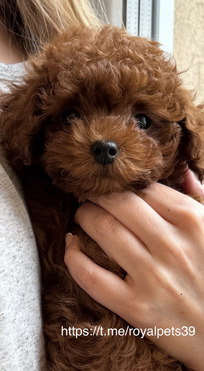 ��������� ����� ����� ������ ����� (������� � �������) - ���� 1 � ����������