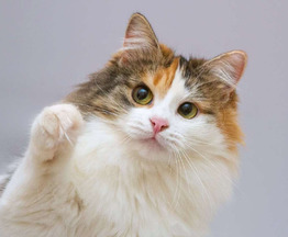 ��������� ����� ���� ���������� ������ - ���� 1 � ����������