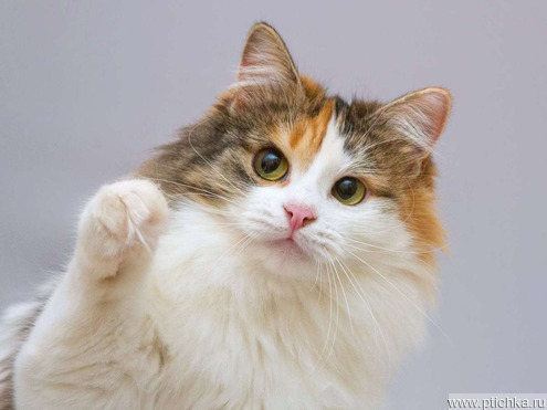 ��������� ����� ���� ���������� ������ - ���� 1 � ����������