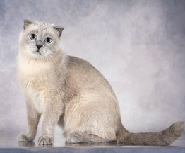 ����������� ��������� ����� (������� ����) ���� ���������� ������ - ���� 1 � ����������