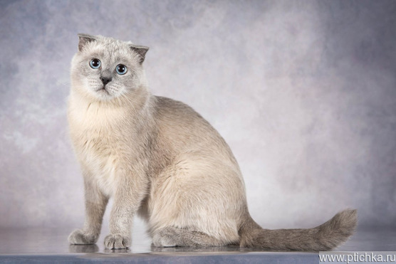 ����������� ��������� ����� (������� ����) ���� ���������� ������ - ���� 1 � ����������