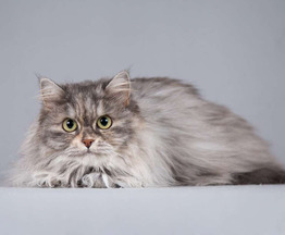 ��������� ����� ���� ���������� ������ - ���� 1 � ����������