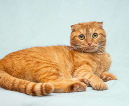 ����������� ��������� ����� (������� ����) ���� ���������� ������ - ���� 1 � ����������