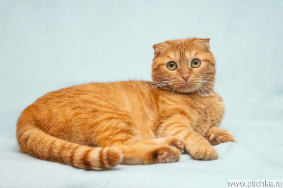 ����������� ��������� ����� (������� ����) ���� ���������� ������ - ���� 1 � ����������