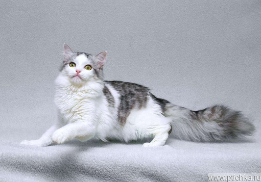 ���������� ���� ���������� ������ - ���� 1 � ����������