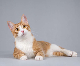 ����������� ��������������� ����� ���� ���������� ������ - ���� 1 � ����������