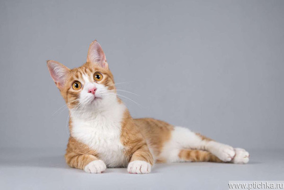 ����������� ��������������� ����� ���� ���������� ������ - ���� 1 � ����������