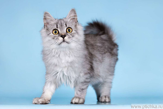 ����������� ��������� ����� (�������-������) ���� ���������� ������ - ���� 1 � ����������