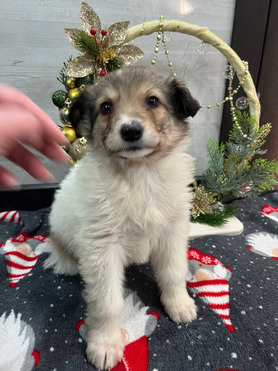 �������� ������� ����� ���� ���. � ������ ����. - ���� 1 � ����������