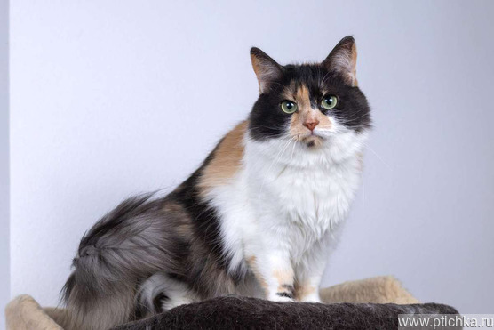 ��������� ����� ���� ���������� ������ - ���� 1 � ����������