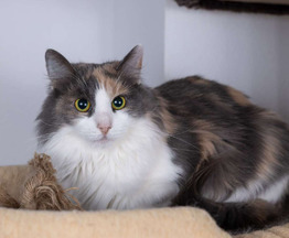 ��������� ����� ���� ���������� ������ - ����������  � ����������