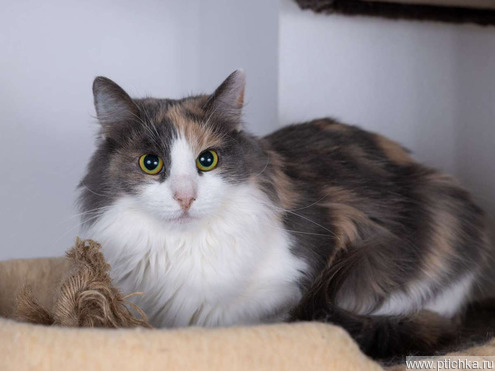 ��������� ����� ���� ���������� ������ - ����������  � ����������