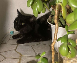 ����� ���� ���������� ������ - ���� 1 � ����������