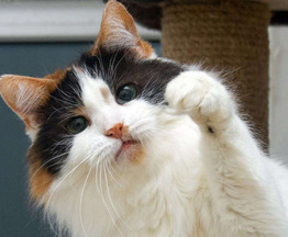 ��������� ����� ���� ���������� ������ - ���� 1 � ����������