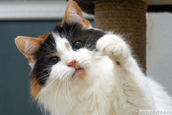 ��������� ����� ���� ���������� ������ - ���� 1 � ����������