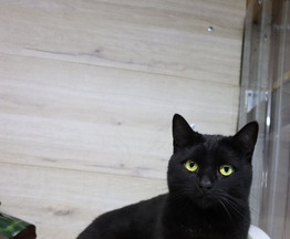 ������� ����� ����� ��� - ���� 1 � ����������