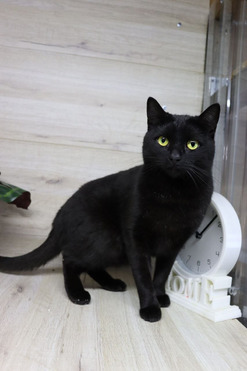 ������� ����� ����� ��� - ���� 1 � ����������