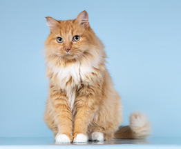 ������� ���������� ���� ������ ������. - ���� 1 � ����������