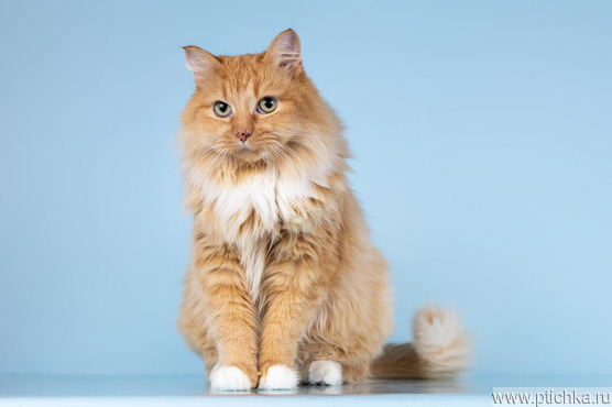 ������� ���������� ���� ������ ������. - ���� 1 � ����������