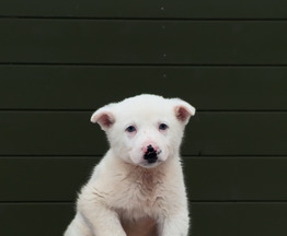 �������������� ����� ������� ������� ������� ����� - ���� 1 � ����������