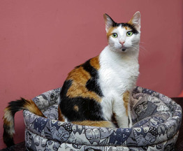 ����� ���� ���������� ������ - ���� 1 � ����������