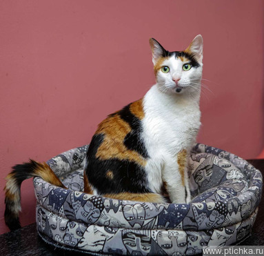 ����� ���� ���������� ������ - ���� 1 � ����������