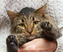 ��������� ����� ���� ���������� ������ - ���� 1 � ����������