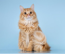 ��� ������ ��������� �� ����� ����� ���� ����� ������ ����. - ���� 1 � ����������