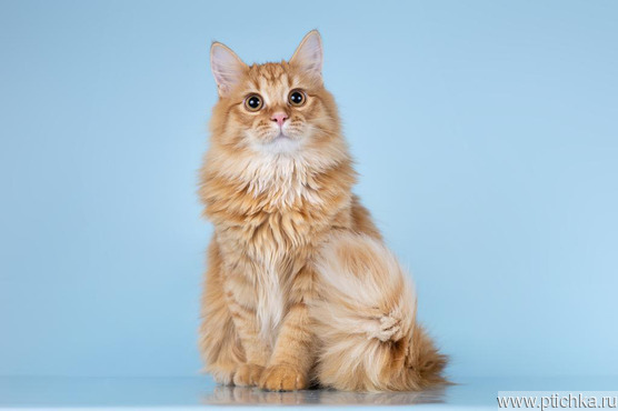 ��� ������ ��������� �� ����� ����� ���� ����� ������ ����. - ���� 1 � ����������