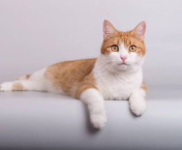 ������� ������ ���� ������ ������. - ���� 1 � ����������