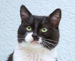 ����������� ��������������� ����� ���� ���������� ������ - ���� 1 � ����������