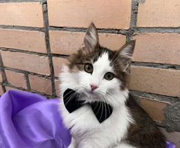 ����� ���� ���������� ������ - ���� 1 � ����������