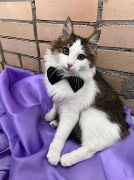 ����� ���� ���������� ������ - ���� 1 � ����������