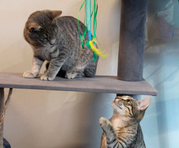 ����� ���� ���������� ������ - ���� 1 � ����������