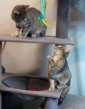 ����� ���� ���������� ������ - ���� 1 � ����������