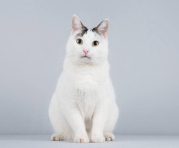 ������� �������� ���� ������ ������. - ���� 1 � ����������