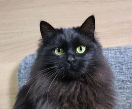 ��������� ���� ���� ������� ����� - ���� 1 � ����������