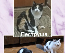 ����� � ������ ���� ����� - ���� 1 � ����������