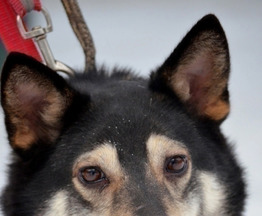 ���� ������� ������ ��������� ������� ���� - ���� 1 � ����������