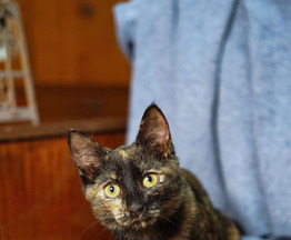 ����������� ��������������� ����� ���� ���������� ������ - ���� 1 � ����������