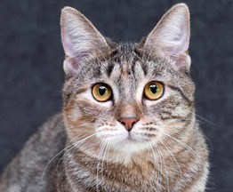 ����������� ��������������� ����� ���� ���������� ������ - ���� 1 � ����������