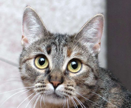 ����������� ��������������� ����� ���� ���������� ������ - ���� 1 � ����������