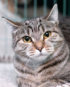 ���������� ��������������� ����� ���� ���������� ������ - ���� 1 � ����������