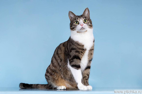 ������� ����� ���� ������ ������. - ���� 1 � ����������