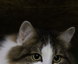 ������� � ��� ����� � ������ ������ - ���� 1 � ����������