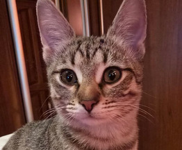 ����������� ����� (������) ���� ���������� ������ - ���� 1 � ����������