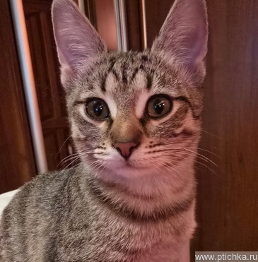 ����������� ����� (������) ���� ���������� ������ - ���� 1 � ����������